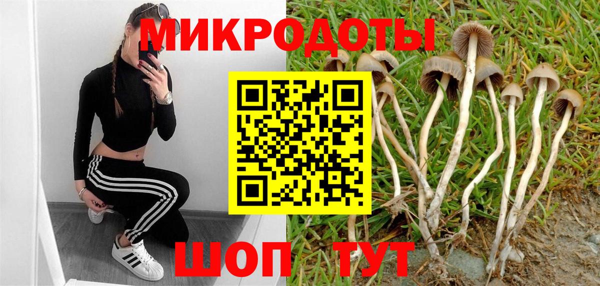 Галлюциногенные грибы Psilocybe Димитровград
